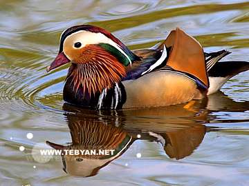 گالري عکس حيوانات